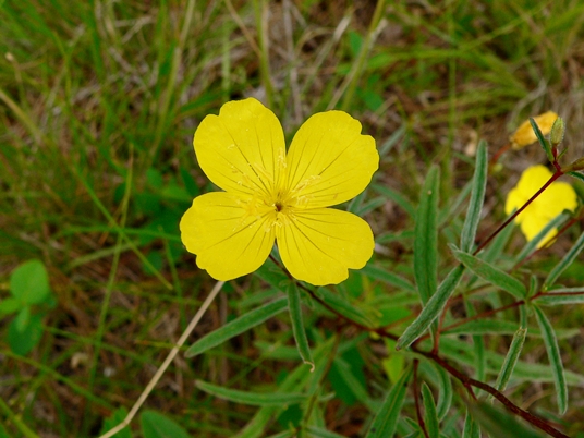 {Oenothera fruticosa}